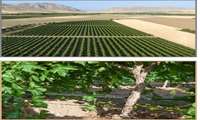بیست و ششمین نشست وبیناری کارگروه پیگیری طرحهای نیمه تمام سامانه های نوین آبیاری برگزار شد