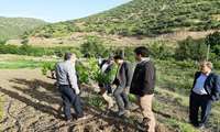 مجری طرح توسعه سامانه های نوین آبیاری وزارت جهاد کشاورزی از سیستم آبیاری قطره ای شهرستان دالاهو بازدید نمود