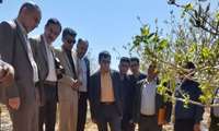 گزارش تکمیلی/ بازدید معاون آب و خاک وزارت جهاد کشاورزی از باغات پسته دامغان در دومین دور از سفرهای ریاست جمهوری به استان سمنان 