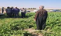 مستندسازی پروژه های طرح سامانه های نوین آبیاری در شهرستان میاندوآب