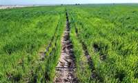 بازدید تیم مستندسازی معاونت آب و خاک وزارت جهاد کشاورزی از مزارع کشاورزی و سیستم های آبیاری نوین اجرا شده در شهرستان حمیدیه استان خوزستان