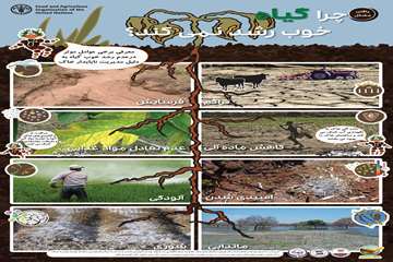 چرا گیاه خوب رشد نمی کند؟